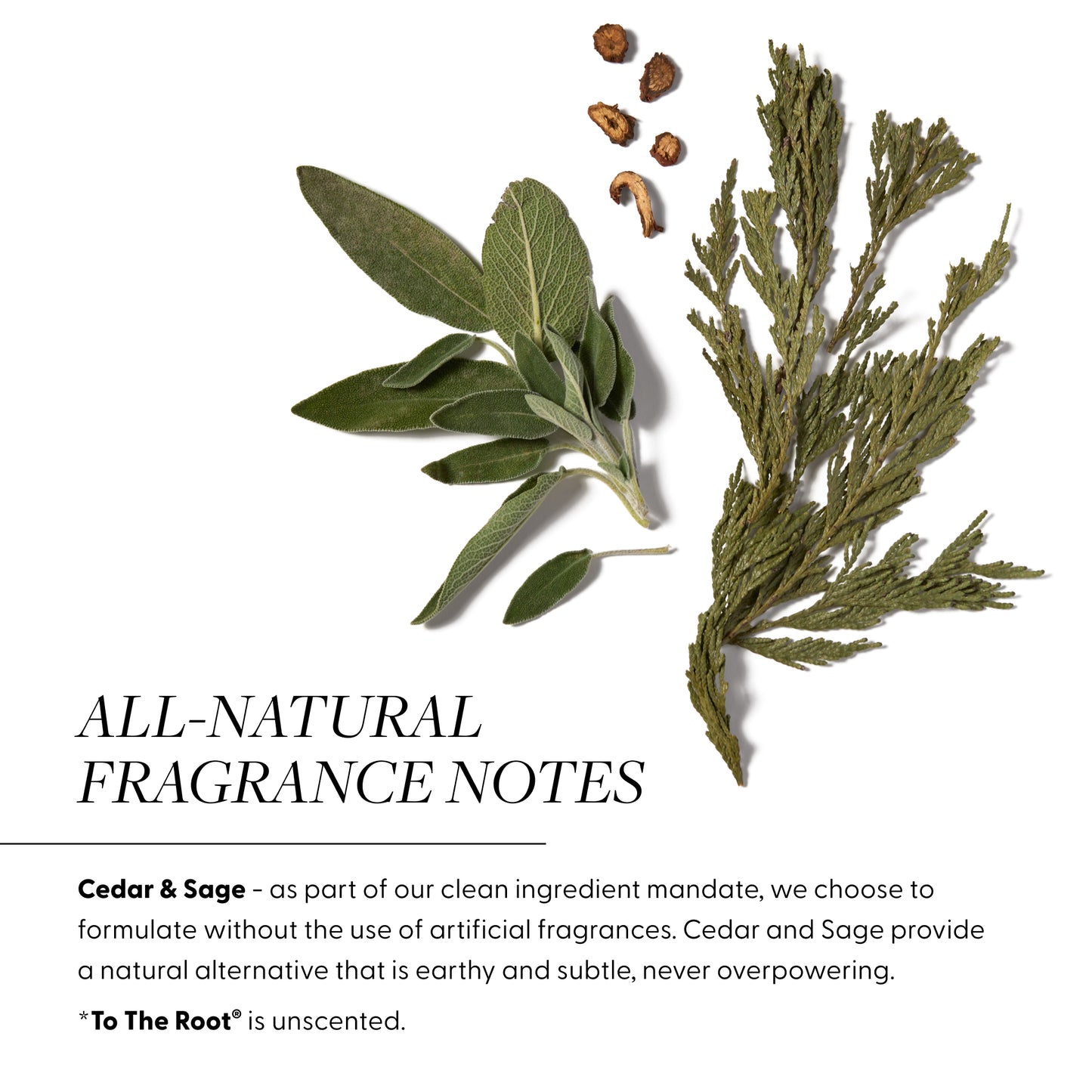 All Natural Fragrance Notes:
Cedar & Sage - as part of our clean ingredient mandate, we choose to formulate without the use of artificial fragrances. Cedar and Sage provide a natural alternative that is earthy and subtle, never overpowering.
*To The Root® is unscented.