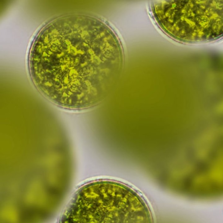 Algaktiv Densidyl (Chlorella, Spirulina & Ascorbic Acid)