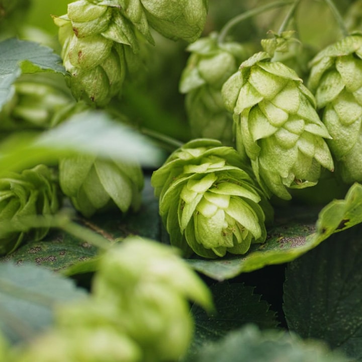 Humulus Lupulus Flower Extract