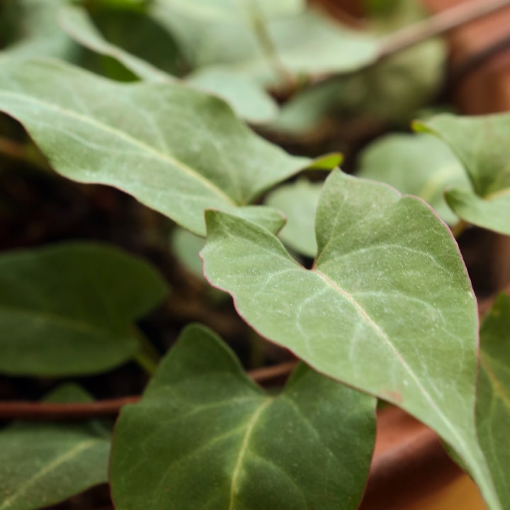 Polygonum Multiflorum
