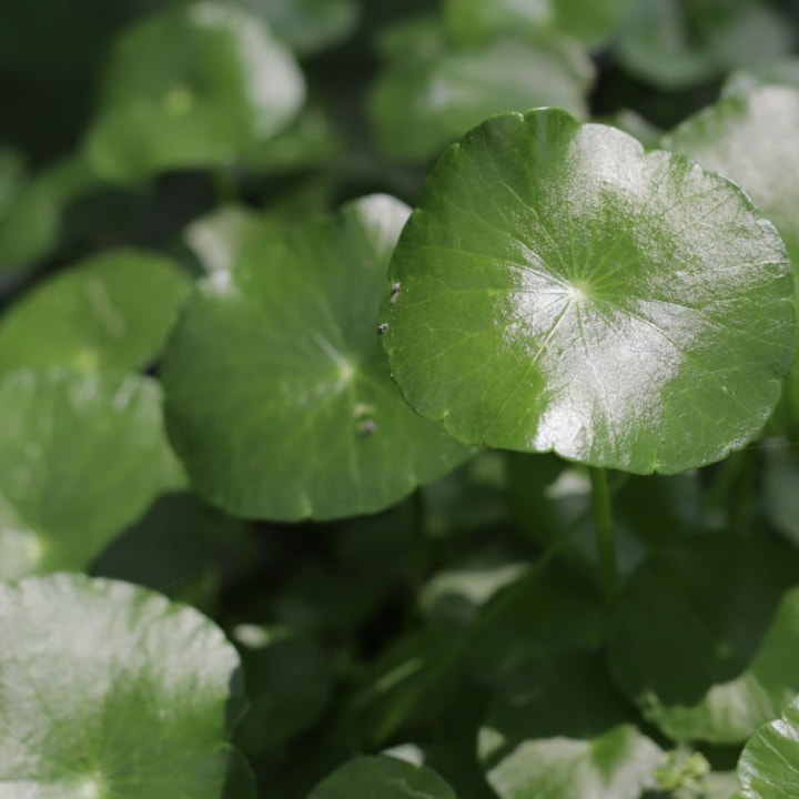 Wasabi Japonica Leaf Extract
