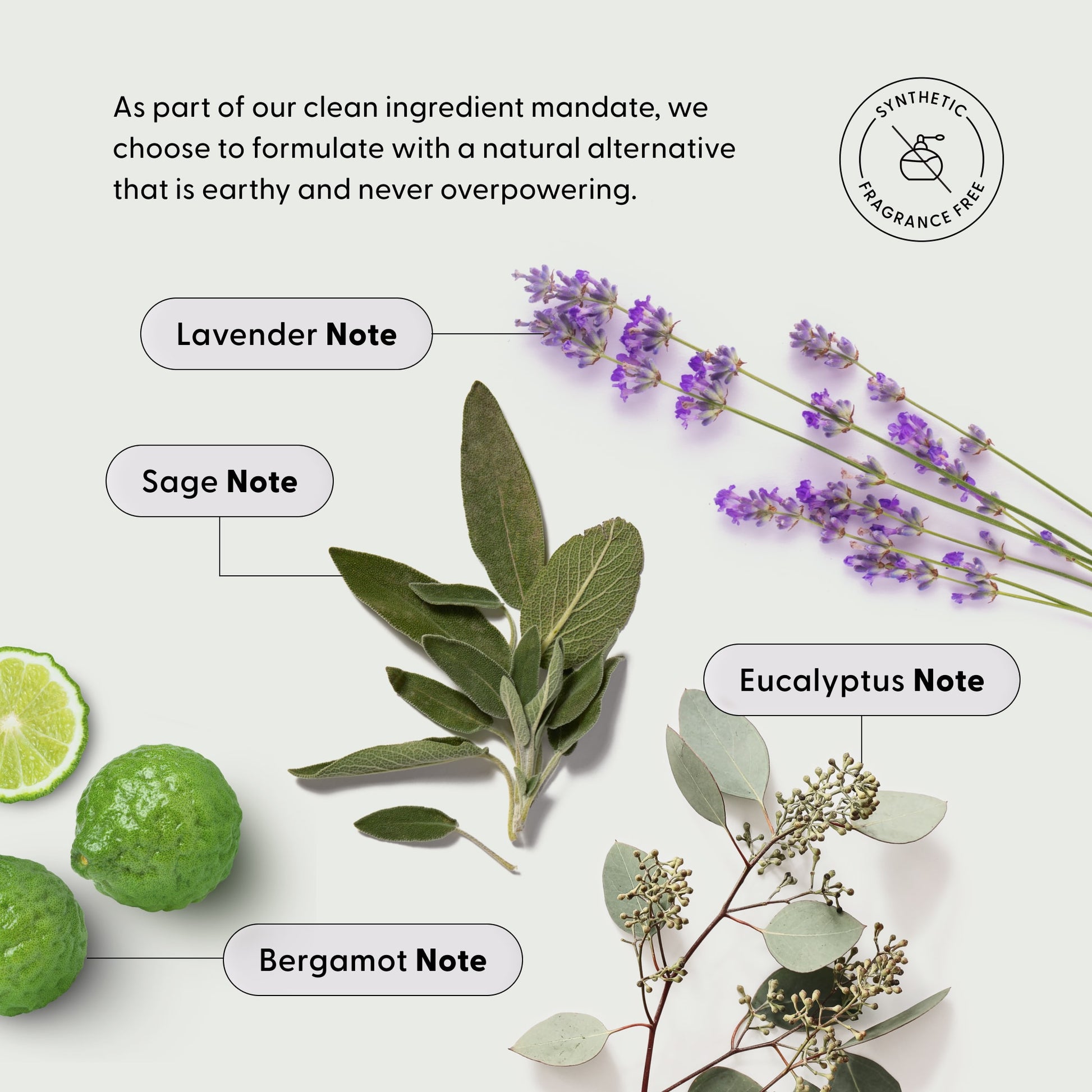 Lavender, sage, eucalyptus, and bergamot are displayed with labeled notes beneath the Arey brand name. Text highlights The Beauty Sleep Duo’s natural, clean, fragrance-free ingredients that promote hair wellness. A synthetic fragrance-free icon appears in the upper right corner.