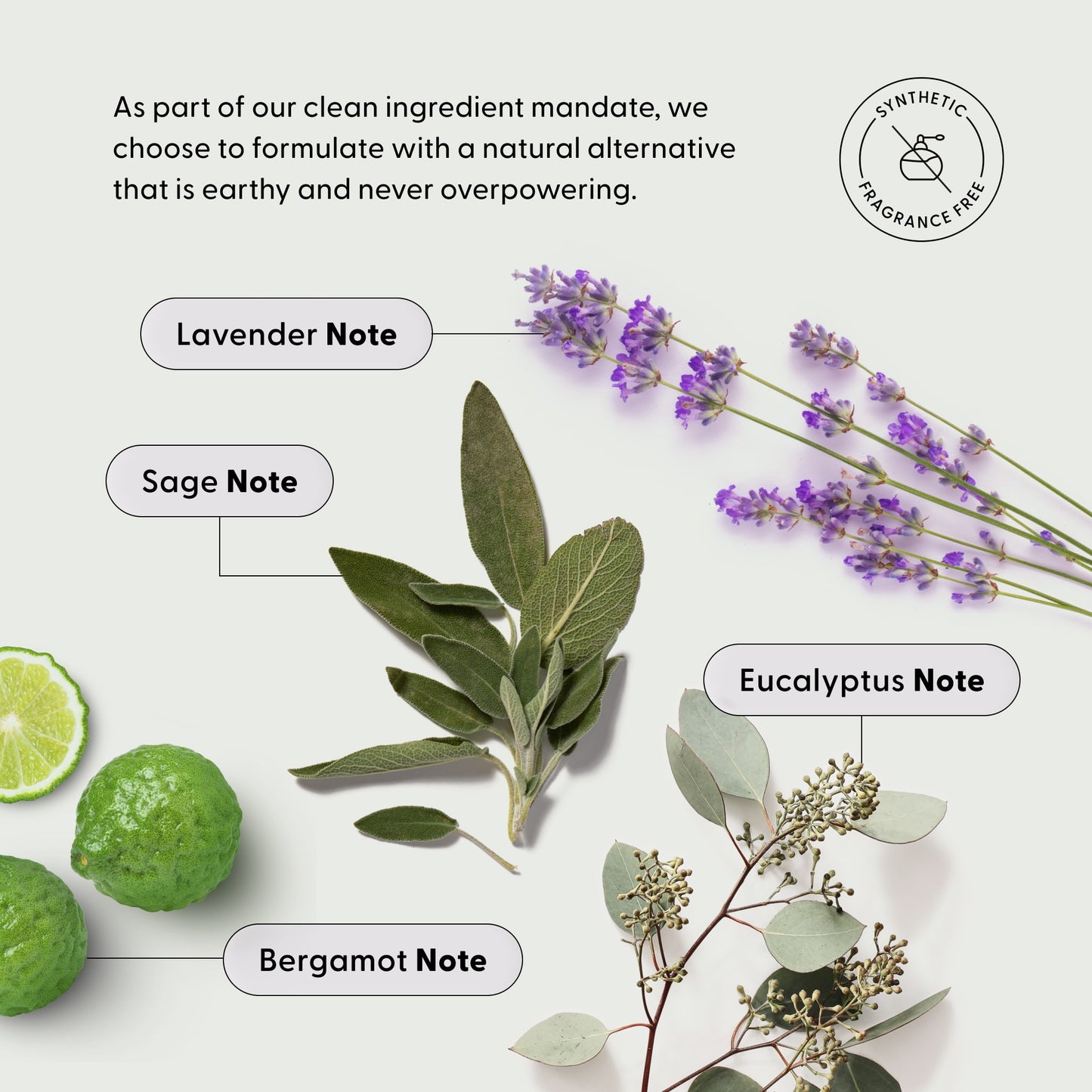 Lavender, sage, eucalyptus, and bergamot are displayed with labeled notes beneath the Arey brand name. Text highlights The Beauty Sleep Duo’s natural, clean, fragrance-free ingredients that promote hair wellness. A synthetic fragrance-free icon appears in the upper right corner.