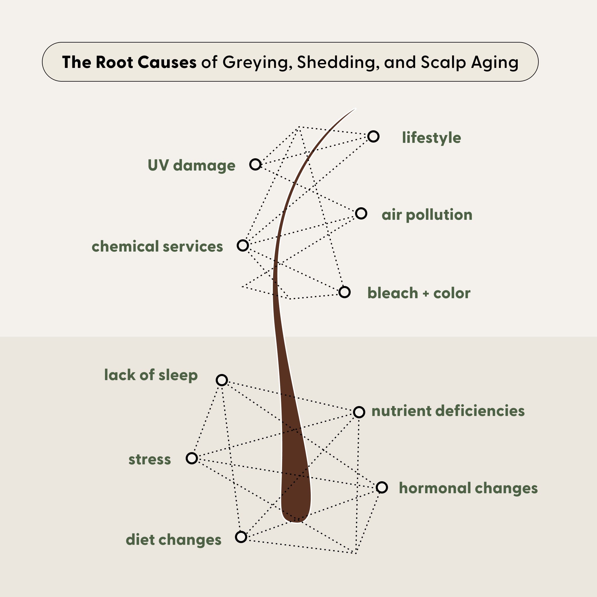 Diagram of a hair strand with labeled causes of greying, shedding, and scalp aging—including lifestyle, UV damage, chemical services, air pollution, bleach, stress, diet, nutrient deficiencies, and hormonal changes. The illustration also highlights potential solutions such as grey hair reversal techniques or using Arey’s Good Night, Grey® overnight scalp treatment enriched with hair growth peptides for healthier hair.