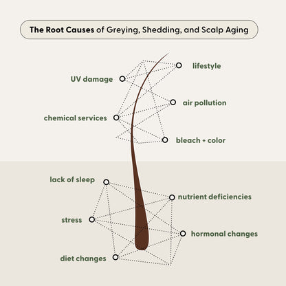 A diagram of a hair strand, featured by Arey’s To The Root® Scalp Serum, illustrates root causes of greying, shedding, and scalp aging—including stress, diet changes, sleep patterns, nutrient deficiencies, pollution, UV damage, and chemical services—shedding light on the complex factors that impact aging hair.