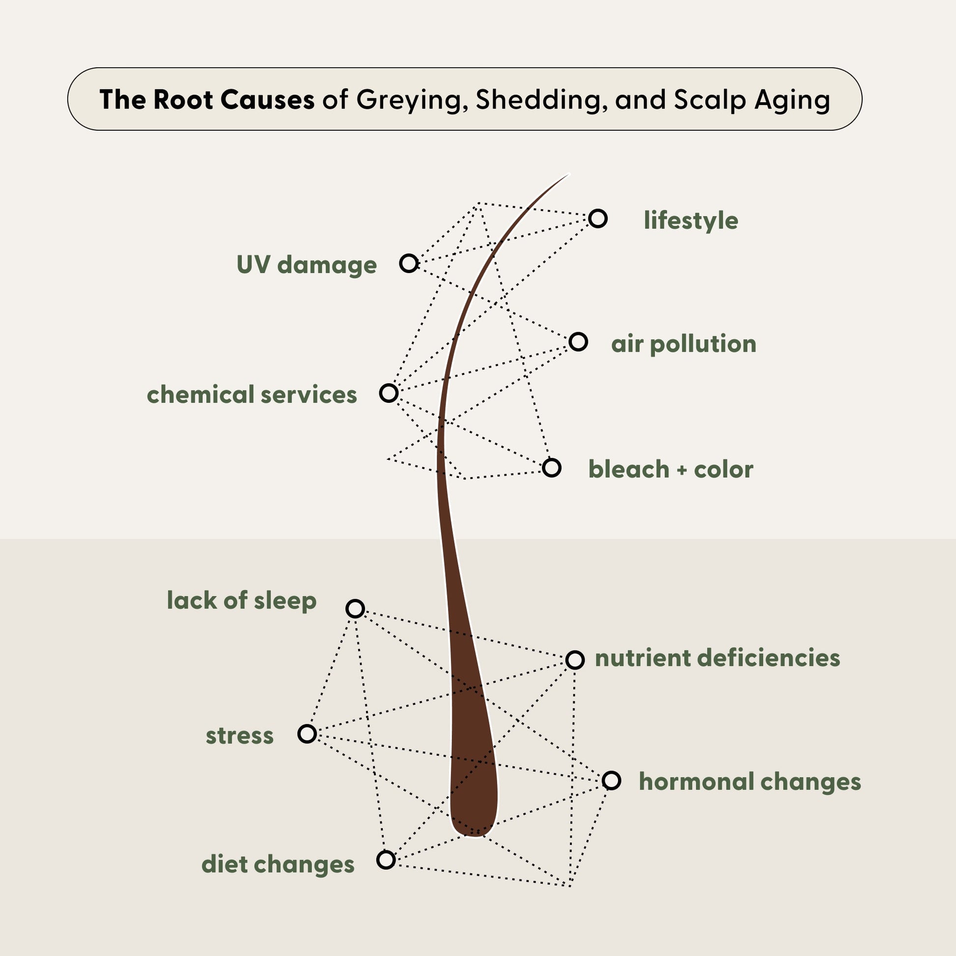 Diagram of a hair strand with dotted lines connecting it to labeled causes of greying and scalp aging—including UV damage, stress, diet changes, nutrient deficiencies, and hormonal changes—illustrating how addressing these factors with Arey’s The Restorative Kit can support repigmentation and promote thicker hair.